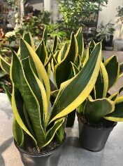 Sansevieria Black Gold