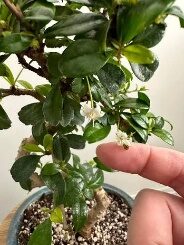 Bonsai Fukien Tea Carmona-4in