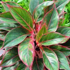 Aglaonema Siam 4in