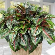 Aglaonema Garnet Coltrane-10in