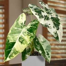 Alocasia Frydek Variegated 4in