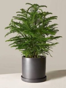 Norfolk Pine 10 in