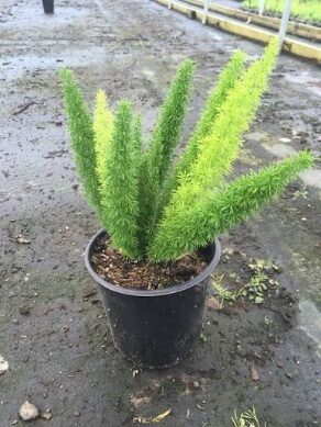 Fern Foxtail 4in