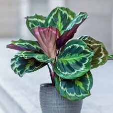 Calathea Medallion 6in 5.5in