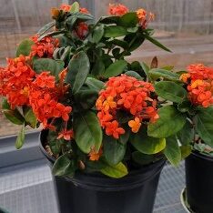 Ixora Red 8in