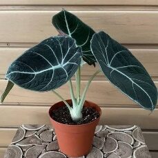 Alocasia Black Velvet 4in