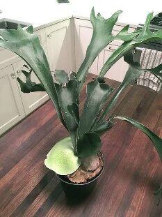 Fern Staghorn 4in