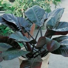 Phil Black Cardinal 10In