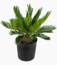 King Sago Palm-6in
