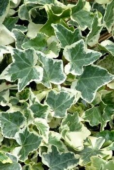 Ivy White Variegated 8in