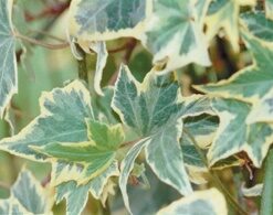 Ivy Yellow Variegated 8in