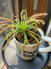 Carniv Cape Sundew 1In