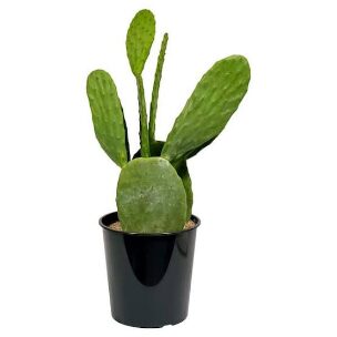 Cactus Prickly Pear LG-6in