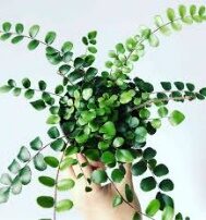 Fern Button 4In