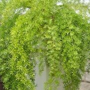 Asparagus Fox Fern 4In