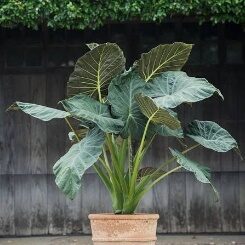 Alocasia Regal Shields-10in