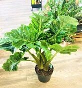 Alocasia Low Rider-10in