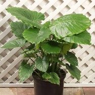Alocasia California-10in
