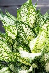 Aglaonema Spring Snow 8In