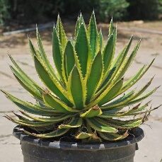 Agave Lophantha