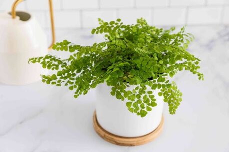 Fern Maidenhair 4in----Dead