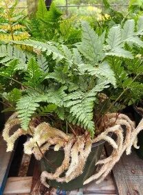 Fern Rabbit Paw 4in