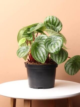 Peperomia Watermelon 6in