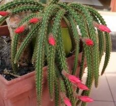 Cactus Rat Tail-6in