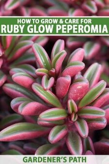 Peperomia Ruby Glow  3.5in
