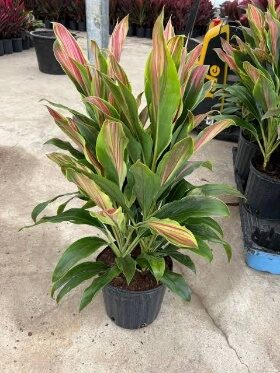 Cordyline Sherbert