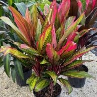 Cordyline Harlequin-10in
