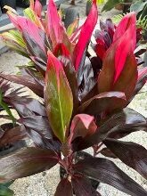 Cordyline Fionca 8in