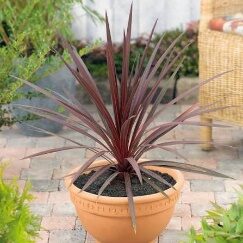 Cordyline Red Star-8in