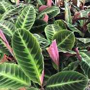 Calathea Warszewicii