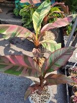 Banana Nano Pink 9in