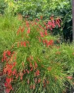 Firecracker Bush 10in