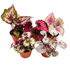 Begonia Assort Rare