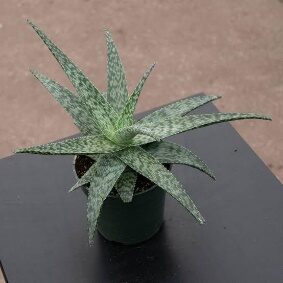 Aloe White Fox