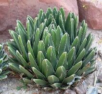 Agave Victoria Reginae