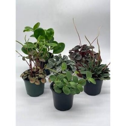 Peperomia Assort 8"