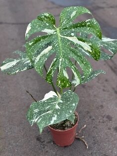Monstera Thai constillation 4in - Glass Garden Studio
