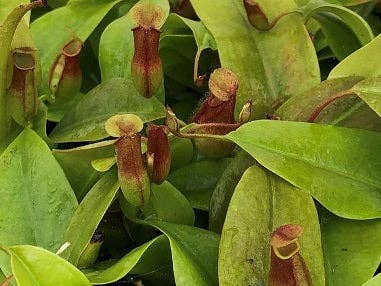 Nepenthes St Gaya (pitcher plant). 2-3 inch starter plant. - Glass Garden Studio