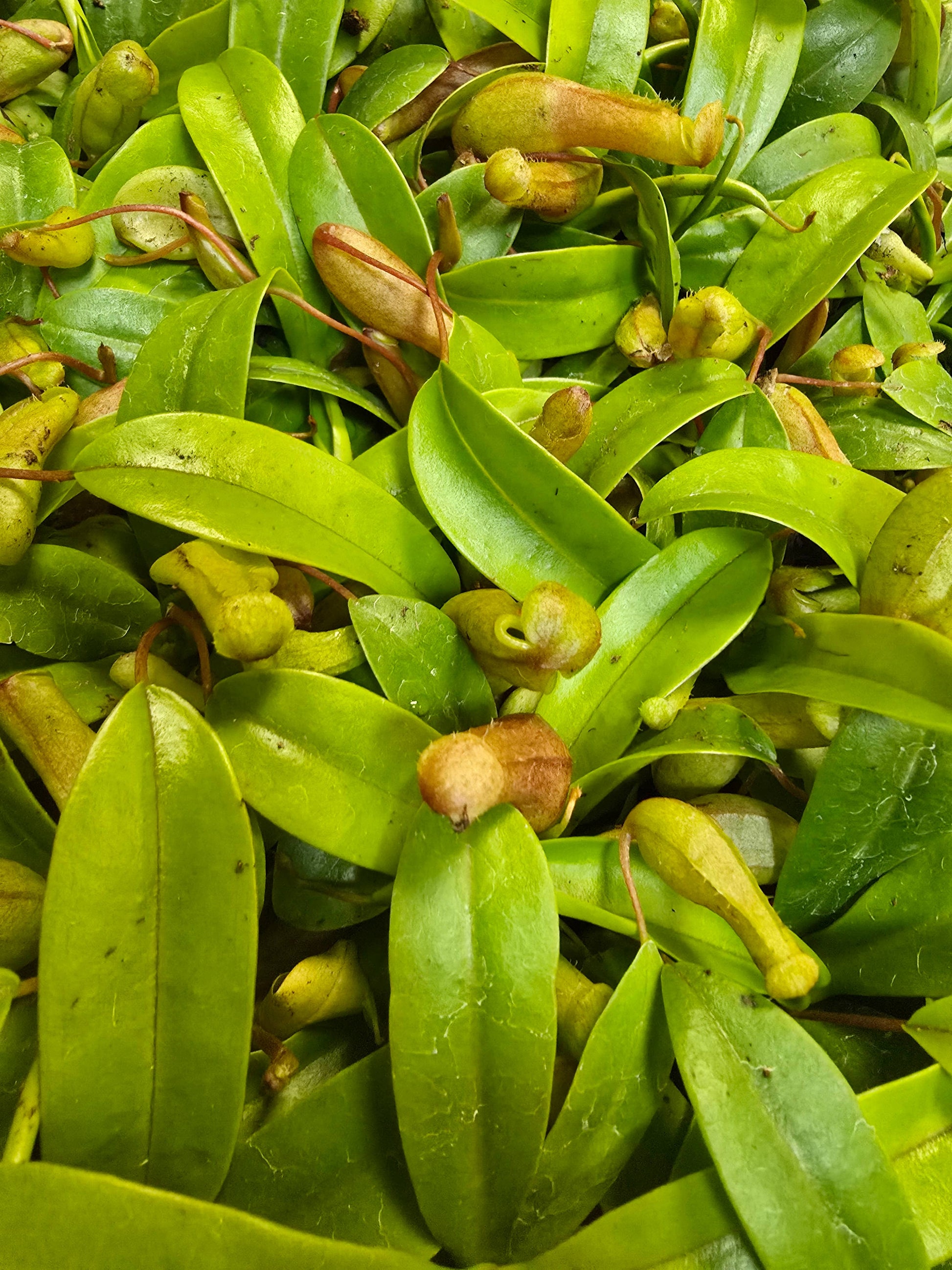 Nepenthes Ventricosa - small starter - Glass Garden Studio