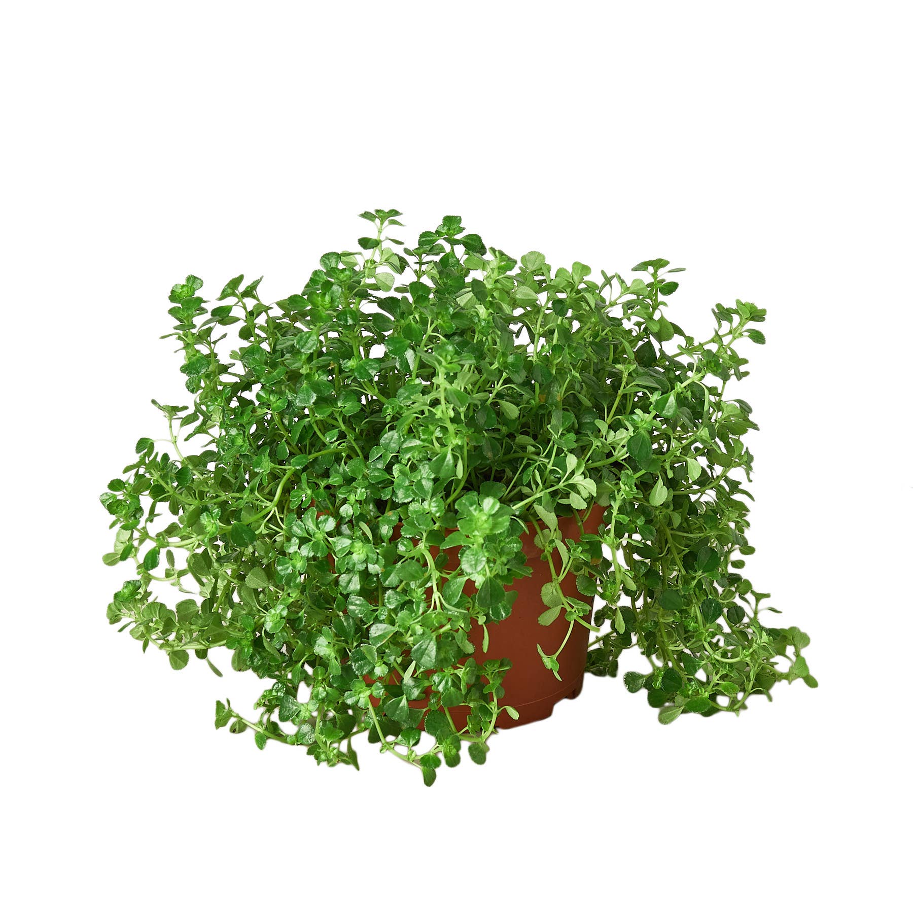 NETTLE BABY TEAR 6-inch - Glass Garden Studio