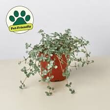 Nettle Silver Sparkle-4in - Glass Garden Studio