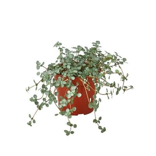 Nettle Silver Sparkle-4in - Glass Garden Studio