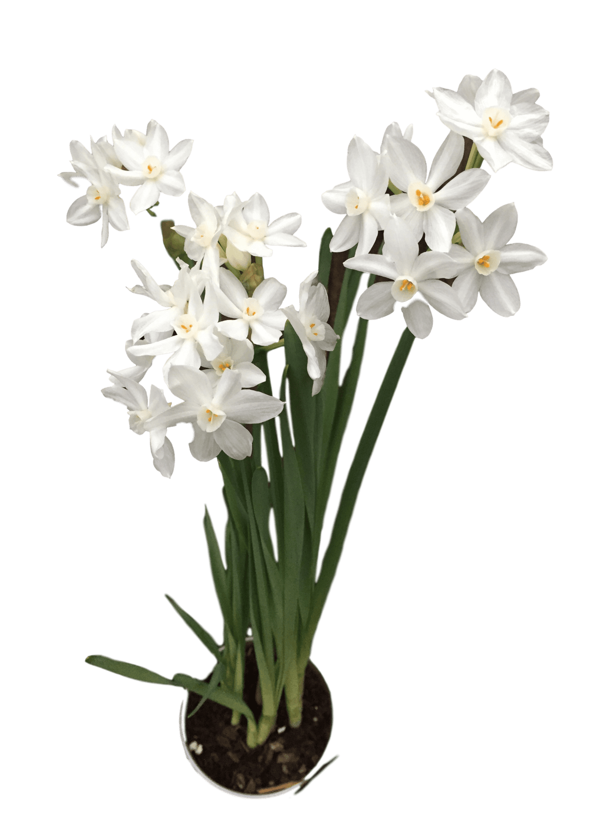 Paperwhite Bulbs 14-16+ 50 Bulbs (Ziva) - Glass Garden Studio