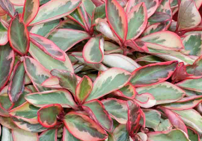 Peperomia Ginny - 4 inch potted - Glass Garden Studio