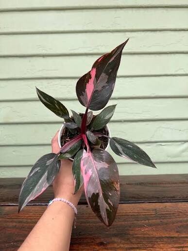 Phil Pink Princess 6in - Glass Garden Studio