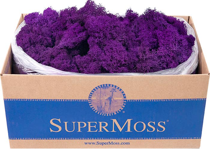 Reindeer Moss Preserved 3lb Bulk Box - Glass Garden Studio